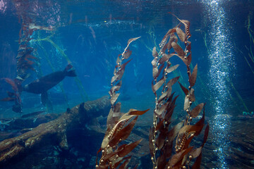 Underwater sea life. Oxygen bubbles. Seaweed. Blue. Underwaterworld