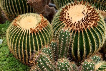 Greenhouse Cacti Enchanting Oasis: Cacti Harmony in the Botanical Haven. Embarking on a Green...