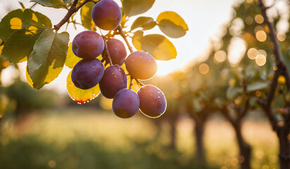 Plum tree with ripe plum fruit.