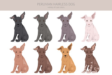Peruvian hairless dog puppy clipart. Different poses, coat colors set
