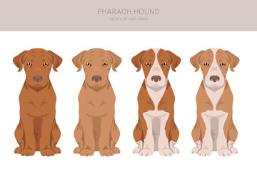 Pharaoh hound puppy clipart. Different poses, coat colors set