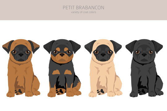 Petit Brabancon puppy, Small Belgian dogs clipart. Different poses, coat colors set