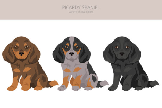 Picardy Spaniel puppy clipart. All coat colors set.  All dog breeds characteristics infographic