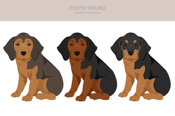 Polish Hound puppy clipart. All coat colors set.  All dog breeds characteristics infographic - obrazy, fototapety, plakaty