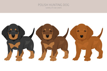 Polish Hunting dog puppy clipart. All coat colors set.  All dog breeds characteristics infographic - obrazy, fototapety, plakaty
