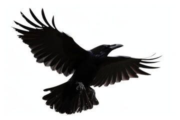 Obraz premium Flying raven isolated on white background