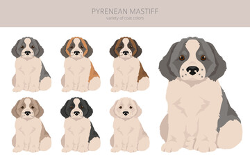 Pyrenean mastiff puppy clipart. Different poses, coat colors set