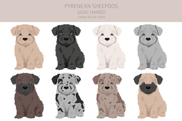 Pyrenean sheepdog, goat haired puppy clipart. Different poses, coat colors set