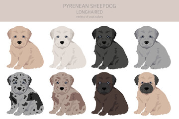 Pyrenean sheepdog, longhaired puppy clipart. Different poses, coat colors set