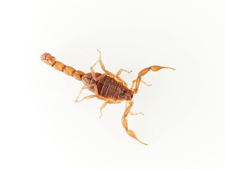 Yellow desert scorpion on a white background. Genus Buthus