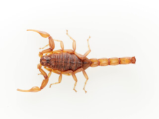 Yellow desert scorpion on a white background. Genus Buthus