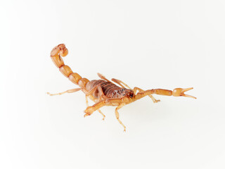 Yellow desert scorpion on a white background. Genus Buthus