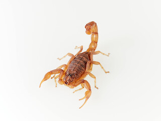 Yellow desert scorpion on a white background. Genus Buthus