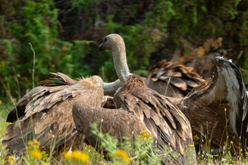 Vautour fauve,.Gyps fulvus, Griffon Vulture, Parc naturel régional des grands causses 48, Lozere, France