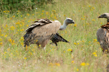 Vautour fauve,.Gyps fulvus, Griffon Vulture, Parc naturel régional des grands causses 48, Lozere, France