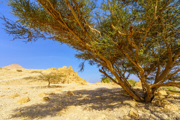 Rocky desert landscape in Ein Gedi Nature Reserve