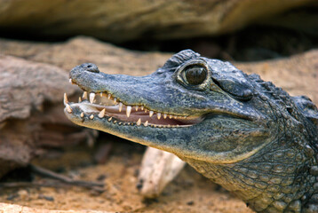 Caiman à lunettes; Caiman crocodilus; Amérique du Sud