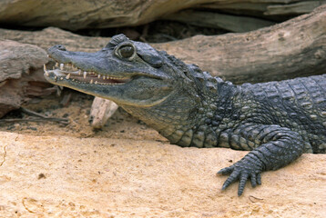 Caiman à lunettes; Caiman crocodilus; Amérique du Sud
