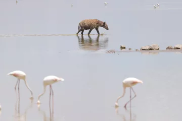 Tuinposter one single hyena wades through the shallow waters of a lake with flamingos in Amboseli NP © Marcel
