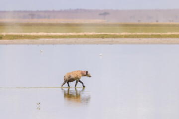 a single hyena in the shallow waters of a lake in Amboseli NP