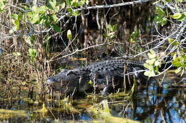 Alligator d'Amérique, Alligator mississippiensis, Parc national des Everglades, Floride, Etats Unis