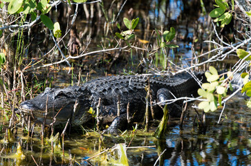 Alligator d'Amérique, Alligator mississippiensis, Parc national des Everglades, Floride, Etats Unis