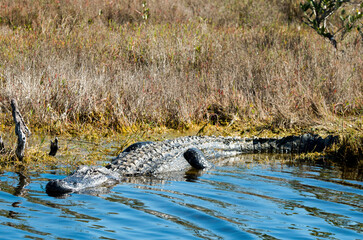Alligator d'Amérique, Alligator mississippiensis, Parc national des Everglades, Floride, Etats Unis