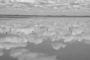 black and white picture of the lake landscape with reflecting clouds in Amboseli NP