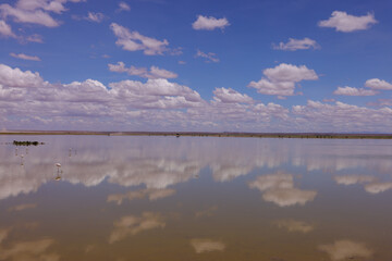 Obraz premium clouds reflects in a lake in Amboseli NP