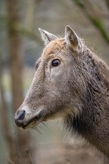 Père David's deer in the nature park of Lelystad