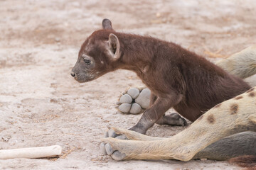 hyena cub in Amboseli NP