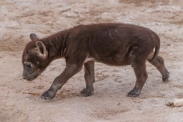 hyena cub in Amboseli NP