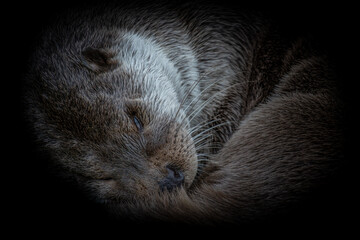 European otter in the nature park of Lelystad