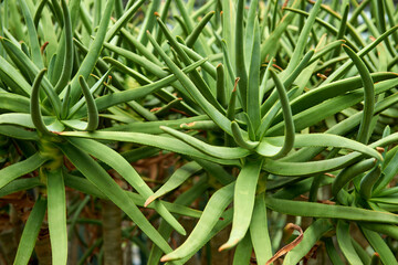 Aloe Elegance: Botanical Delight in the Greenhouse Sanctuary. Botanic Oasis: Exploring the...