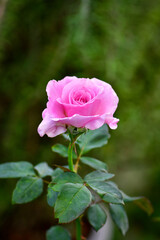 pink rose