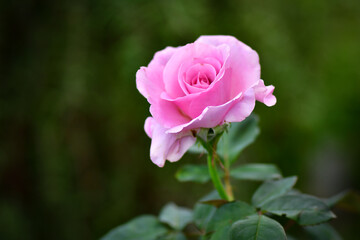 pink rose