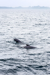 A vertical snapshot captures two pilot whales parting the waters of the Norwegian Sea, with the Lofoten Islands’ outlines whispering in the distance