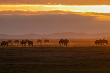 silhouette of migrating wildebeests in the orange morning dust of Amboseli NP