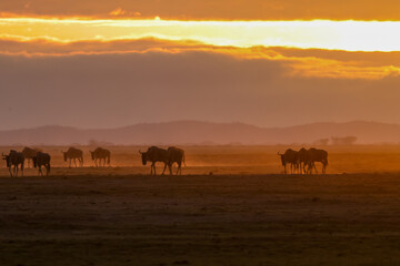 Fototapeta na wymiar silhouette of migrating wildebeests in the orange morning dust of Amboseli NP