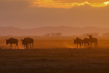 silhouette of migrating wildebeests in the orange morning dust of Amboseli NP