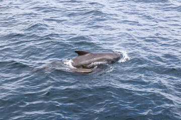 Naklejka premium A juvenile pilot (Globicephala melas) whale shadows its mother, their sleek bodies contrasting with the textured sapphire tones of the ocean's surface