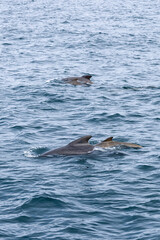 Vertical shot. Two pilot whale (Globicephala melas) families travel in harmony, their dorsal fins...