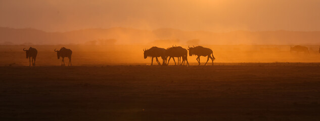 silhouette of migrating wildebeests in the orange morning dust of Amboseli NP