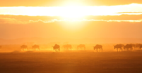 silhouette of migrating wildebeests in the orange morning dust of Amboseli NP