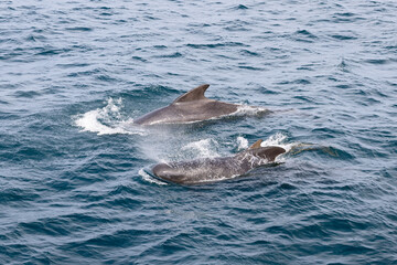 Fototapeta premium Two pilot whales (Globicephala melas) elegantly navigate the textured surface of the Norwegian Sea, their smooth backs contrasting with the intricate patterns of the waves