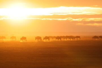 silhouette of migrating wildebeests in the orange morning dust of Amboseli NP