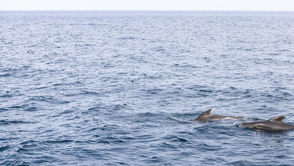 Obraz premium The horizon stretches wide behind two adult pilot whales, spotted in the tranquil sea near the Andenes, Norway