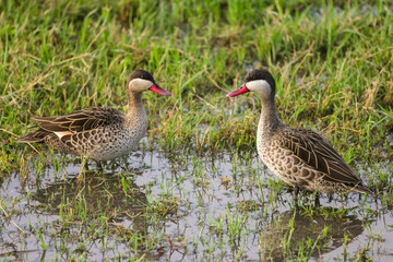 two read teal ducks in Amboseli NP