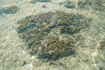 Top view to the bottom of the sea on the beach. Pebbles sand and fish. Sun glare and coral on the...