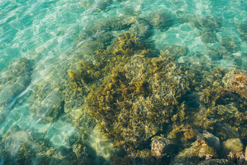 Fototapeta na wymiar Top view to the bottom of the sea on the beach. Pebbles sand and fish. Sun glare and coral on the surface of the water and the sandy bottom.